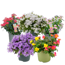 Campanula, catharanthus of portulaca mix